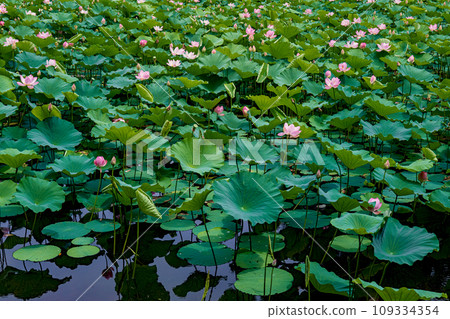 Aomori Hirosaki Castle Summer view of Lotus Pond Moat Aomori Hirosaki Castle Summer view of Lotus Pond Moat 109334354
