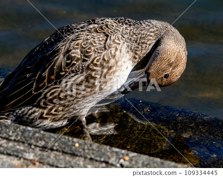 雌性長耳鴨爬行 雌性長耳鴨爬行 109334445