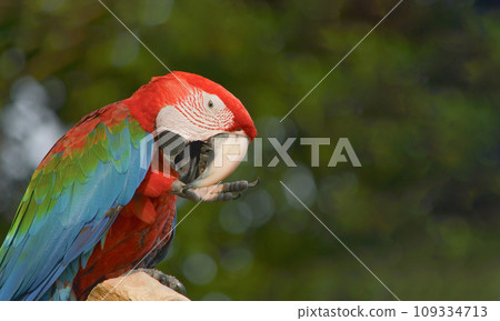 Macaw. 109334713