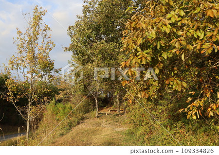 Autumnal leaves 109334826