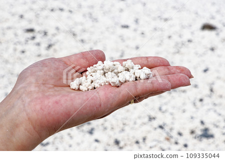female hand holding pieces of rhodoliths - Popcorn Beach 109335044