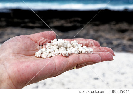female hand holding pieces of rhodoliths - Popcorn Beach female hand holding pieces of rhodoliths - Popcorn Beach 109335045