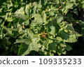 Currant leaves curl, twisted leaves affected by Aphids, close-up. 109335233