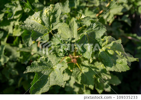 Currant leaves curl, twisted leaves affected by Aphids, close-up. 109335233