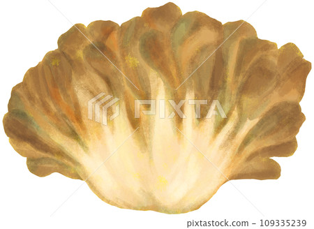 Maitake mushrooms Maitake mushrooms 109335239