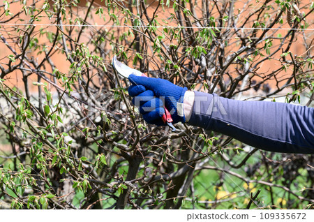 Cutting a hedge with scissors close-up Cutting a hedge with scissors close-up 109335672