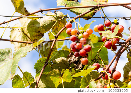 bunches of grapes on vineyard in village in Adjara 109335905