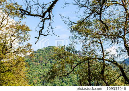 branches of overgrown with lichen and mountain 109335946