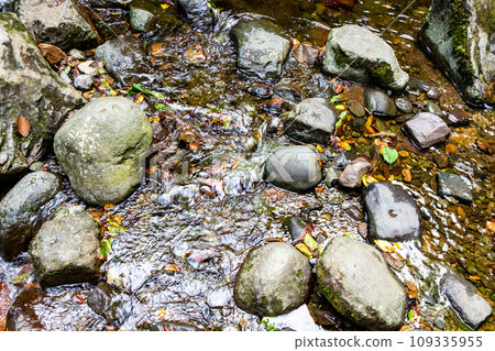 wet stones and fallen leaves in water of stream 109335955