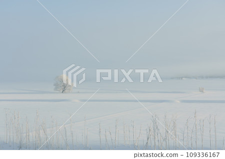 Morning of the snowy field 109336167