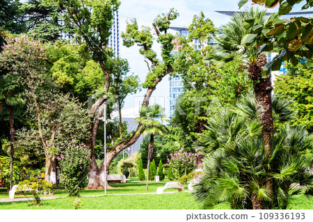green trees and meadows in Park on May 6 in Batumi 109336193