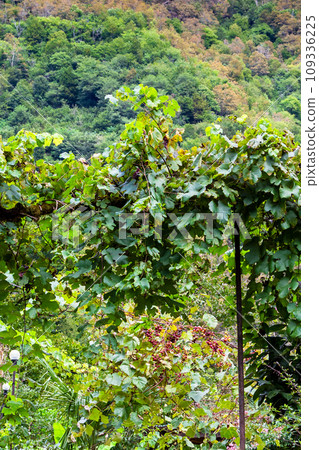 vineyards in Tskhemlara village in Adjara mountain 109336225