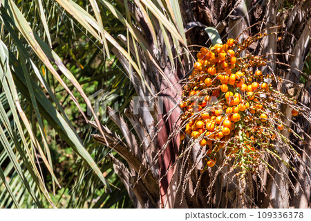 ripe fruits of Butia palm in Batumi city ripe fruits of Butia palm in Batumi city 109336378