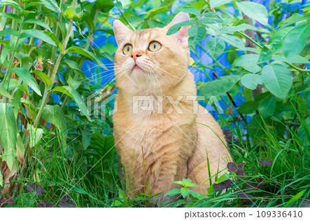 Surprised ginger cat in a thicket of grass with eyes wide open close up Surprised ginger cat in a thicket of grass with eyes wide open close up 109336410