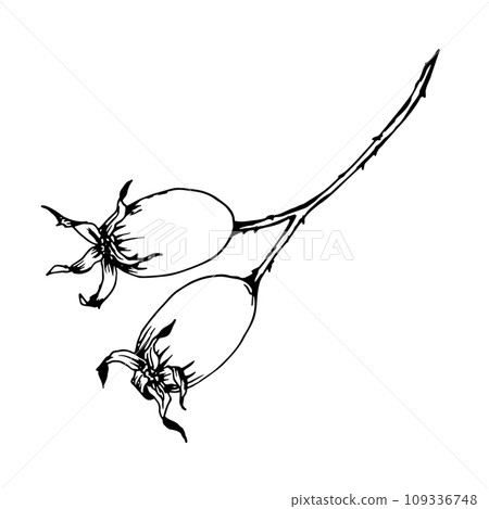 Graphic illustration of rosehip. Vector monochrome clip art of Wild rose. Outline linear hand drawn floral design element. Sketch Dog-rose, briar, brier, eglantine, canker-rose for logo, wedding print Graphic illustration of rosehip. Vector monochrome clip art of Wild rose. Outline linear hand drawn floral design element. Sketch Dog-rose, briar, brier, eglantine, canker-rose for logo, wedding print 109336748