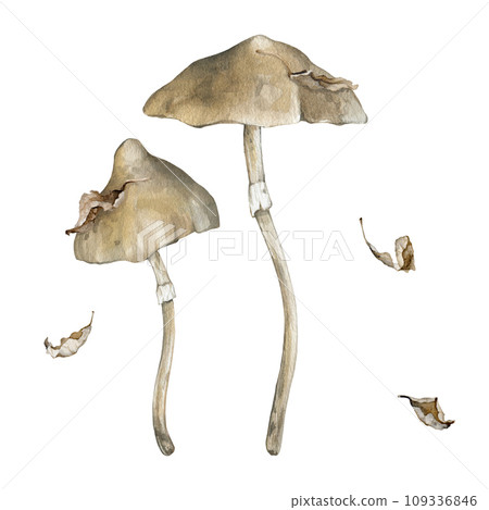 Watercolor poisonous mushrooms and withered dry leaves. Family of inedible dangerous mushrooms hand drawn illustration. Toadstool white toadstool. Decor for halloween in retro style Watercolor poisonous mushrooms and withered dry leaves. Family of inedible dangerous mushrooms hand drawn illustration. Toadstool white toadstool. Decor for halloween in retro style 109336846