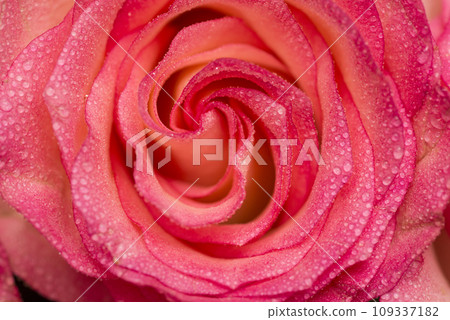 Pink rose flower with water drops. Water drops on rose. Flower background 109337182