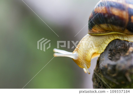 Snail on the tree in the garden. Snail gliding on the wet wooden texture Snail on the tree in the garden. Snail gliding on the wet wooden texture 109337184