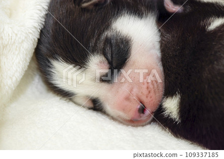 Close-up of the muzzle of a sleeping Siberian Husky puppy. Close-up of the muzzle of a sleeping Siberian Husky puppy. 109337185