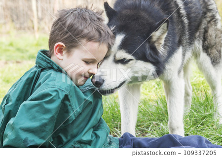 Boy playing with his dog. Happy child plays with siberian husky dog Boy playing with his dog. Happy child plays with siberian husky dog 109337205