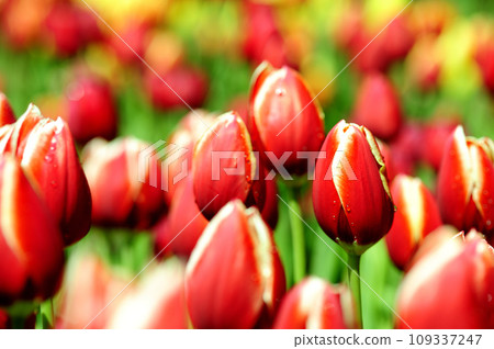 Tulip field Tulip field 109337247