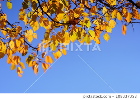 Autumn leaves on park trees 109337358