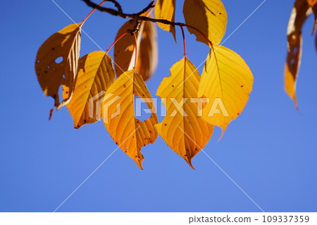 Autumn leaves on park trees 109337359