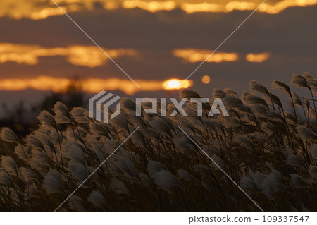 Evening view of Japanese pampas grass Evening view of Japanese pampas grass 109337547