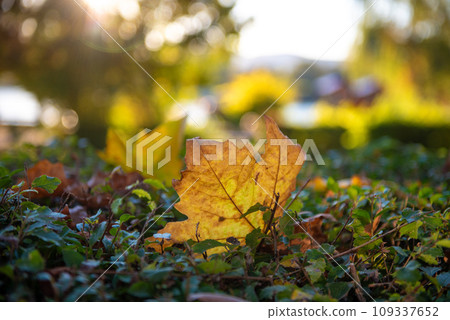 Red and yellow leaves in sunny autumn day. 109337652
