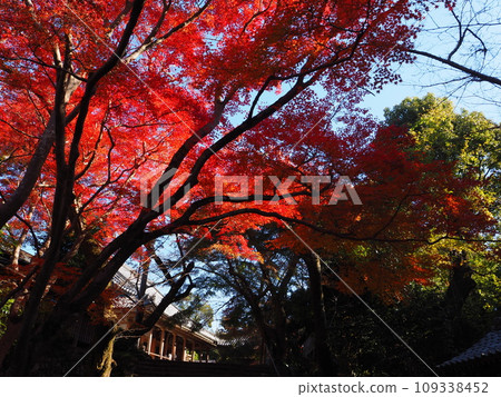 大阪府和泉市松尾寺的秋葉 大阪府和泉市松尾寺的秋葉 109338452