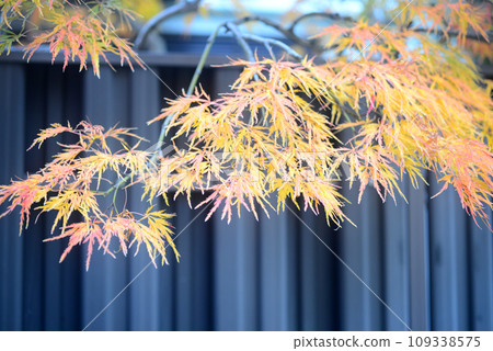 Autumn leaves of Mt. Tamukai maple in the precincts of Itami-Konyo-ji Temple -2 Autumn leaves of Mt. Tamukai maple in the precincts of Itami-Konyo-ji Temple -2 109338575