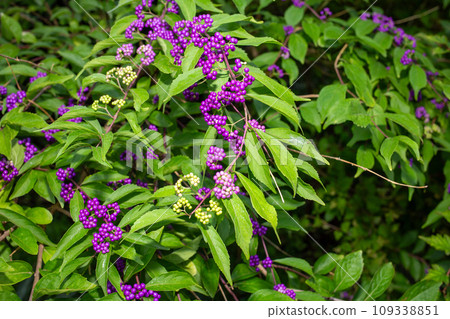 Beautyberries, a bush with purple berries and green leaves 109338851