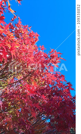 Bright red autumn leaves 109338852