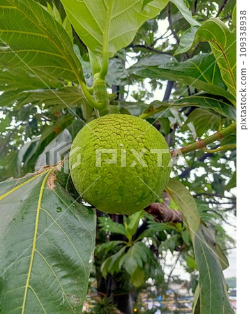 Close up of breadfruit plant  109338938