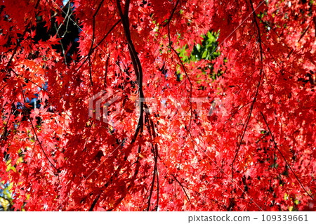 觀音山的紅葉 2022-11-24 #124 觀音山的紅葉 2022-11-24 #124 109339661
