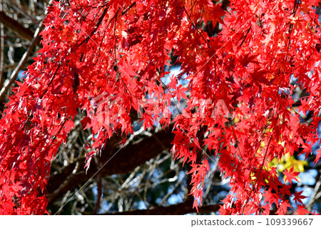 觀音山的紅葉 2022-11-24 #130 觀音山的紅葉 2022-11-24 #130 109339667
