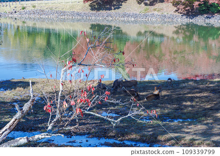 Deer gather at the water's edge around Daibutsu Pond at Todaiji Temple in late autumn Deer gather at the water's edge around Daibutsu Pond at Todaiji Temple in late autumn 109339799