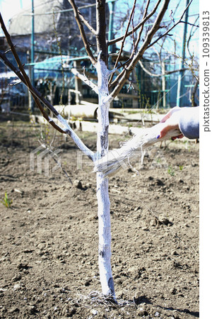 Applying whitewash to the trunk of a fruit tree in the garden Applying whitewash to the trunk of a fruit tree in the garden 109339813
