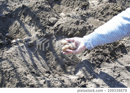 uneven rows with holes in the ground in which potato seeds are planted uneven rows with holes in the ground in which potato seeds are planted 109339879