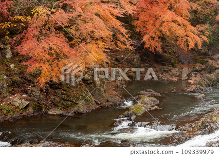 Mamon Falls in Tochigi Prefecture has beautiful autumn leaves. Mamon Falls in Tochigi Prefecture has beautiful autumn leaves. 109339979
