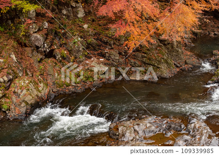 Mamon Falls in Tochigi Prefecture has beautiful autumn leaves. Mamon Falls in Tochigi Prefecture has beautiful autumn leaves. 109339985