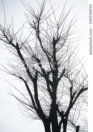 Bare zelkova tree standing in the cold sky 109340050