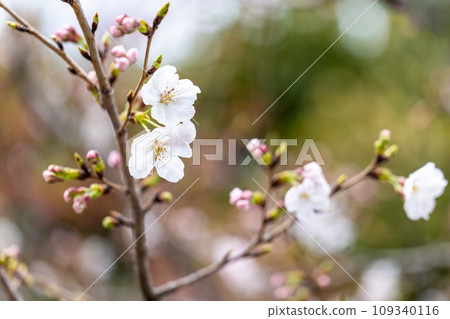 櫻花季、旅遊勝地花岡山展望台、櫻花特寫（熊本市） 109340116