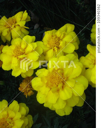 yellow flower festival 109340362