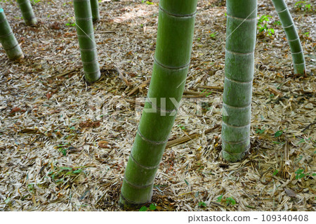 埼玉縣伊那町竹林綠色信託保護區 埼玉縣伊那町竹林綠色信託保護區 109340408