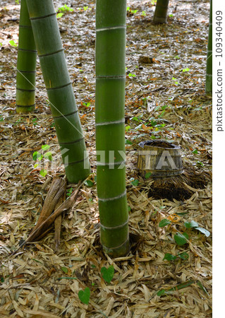 Bamboo Forest Green Trust Conservation Area Ina Town, Saitama Prefecture Bamboo Forest Green Trust Conservation Area Ina Town, Saitama Prefecture 109340409
