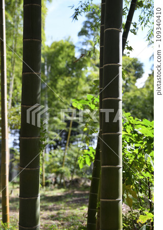 埼玉縣伊那町竹林綠色信託保護區 109340410