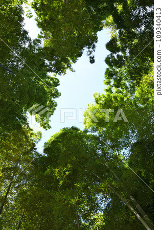 埼玉縣伊那町竹林綠色信託保護區 埼玉縣伊那町竹林綠色信託保護區 109340413