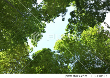 埼玉縣伊那町竹林綠色信託保護區 埼玉縣伊那町竹林綠色信託保護區 109340414