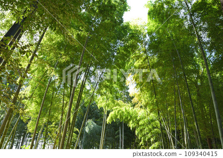 埼玉縣伊那町竹林綠色信託保護區 埼玉縣伊那町竹林綠色信託保護區 109340415